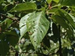 Coryneum Blight is a fungus disease which attacks apricots, peaches and cherries.